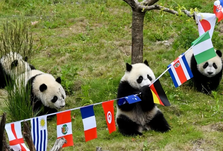 旅卡大熊猫与世界杯球迷见面（京京和四海）