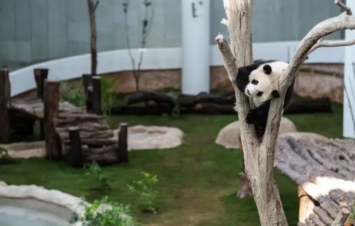 旅卡大熊猫与世界杯球迷见面（京京和四海）