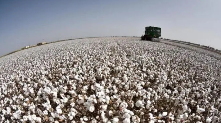 播种面积调减、产量反创新高，新疆棉花缘何喜获丰收？
