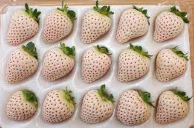 白草莓是转基因水果吗 白草莓产量怎么样