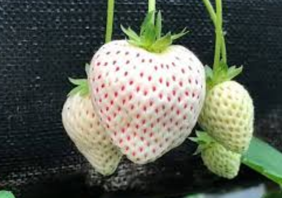 白草莓好吃还是红草莓好吃 白草莓什么味道