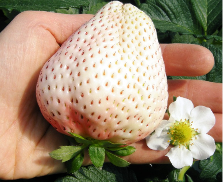白草莓价格多少钱一斤 白草莓和红草莓哪个贵