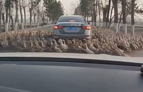 轿车被群鸭团团围住一动不敢动 鸭子为什么喜欢跟着人-焦点关注