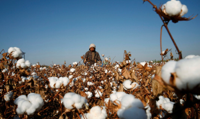 未来国内棉花消费可能强劲复苏