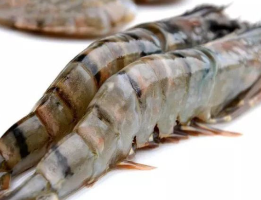 黑虎虾有什么营养价值 黑虎虾不和普通虾有什么区别_看热讯