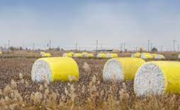 世界热点评！新疆巴楚加速棉花资源优势转化，“丝路明珠”光耀棉产业链