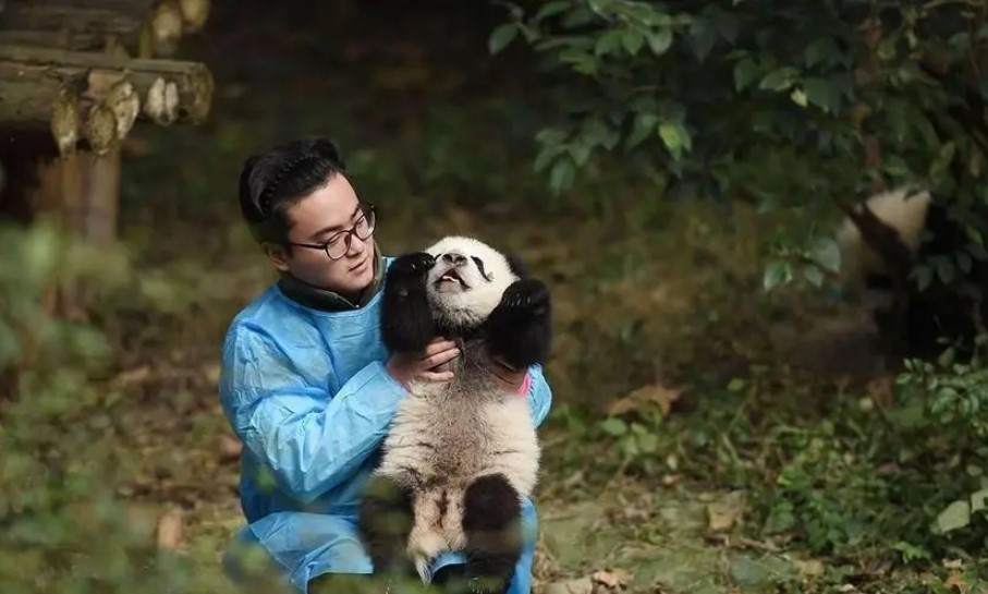 成为熊猫饲养员需要哪些条件