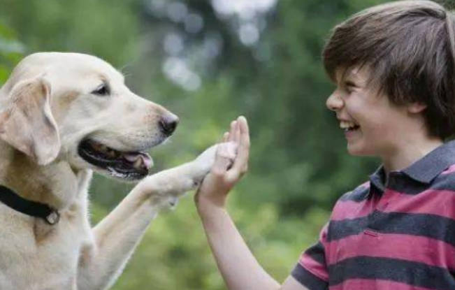 怎么教幼犬坐下握手，教你狗狗训练小技巧