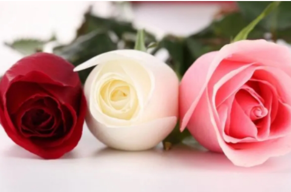 六朵玫瑰花代表什么意思 几大相关知识大放送