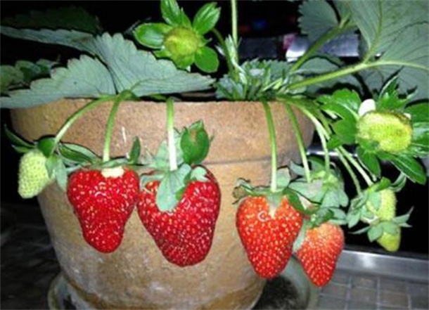 盆栽草莓的种植技巧