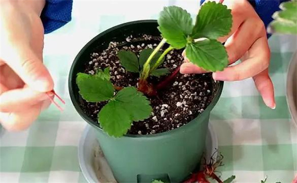 盆栽草莓的种植技巧