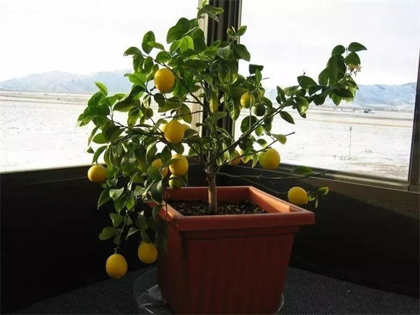 分享盆栽柠檬的养殖方法 四个技巧就能养好