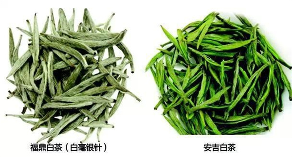 白茶和绿茶有什么区别？