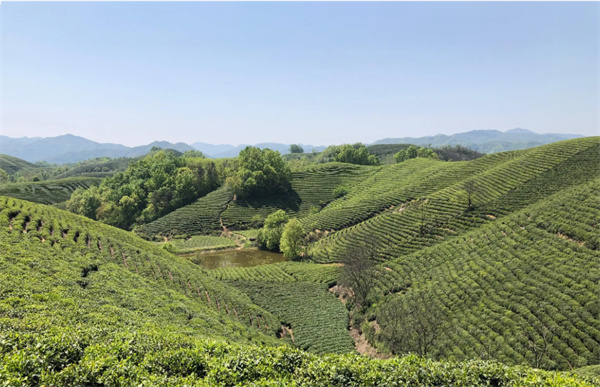 中国首次为一座茶山“申遗”，猜猜是哪座？