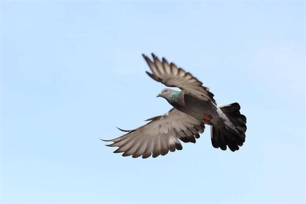 为什么鸽子能飞向正确的方向？