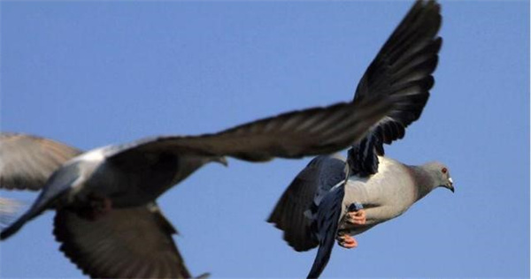 为什么鸽子能飞向正确的方向？