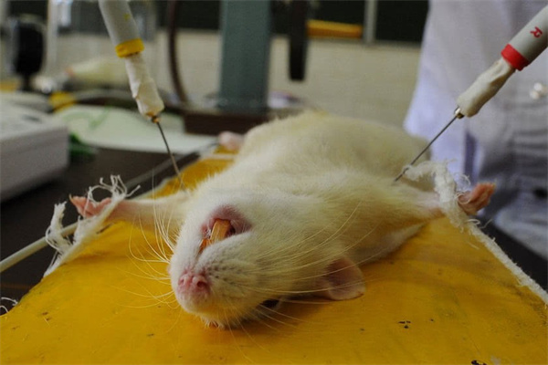 为什么科研都拿小白鼠做实验