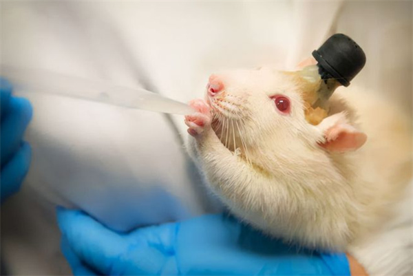 为什么科研都拿小白鼠做实验