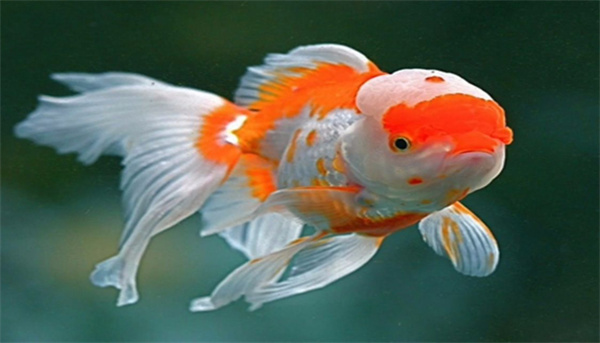 中国人什么鱼都吃  为什么没人吃金鱼