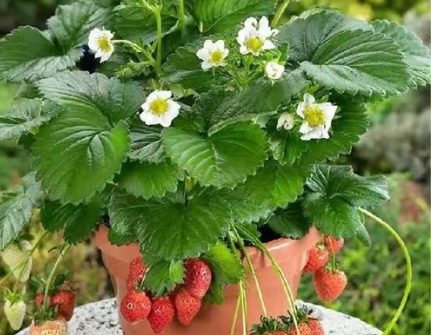 盆栽草莓怎么种植 种植盆栽草莓的注意事项