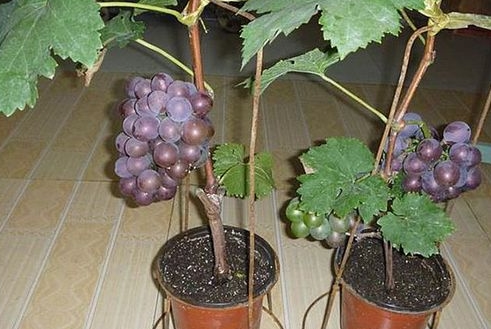 盆栽葡萄怎么养才茂盛 这样管理才正确