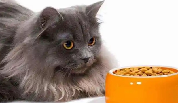 猫咪不吃猫粮该怎么做