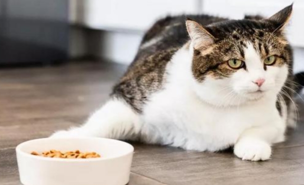 猫咪不吃猫粮该怎么做
