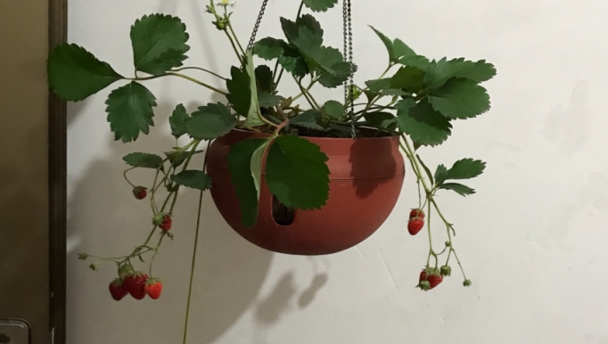 盆栽草莓的种植方法 这四个技巧超实用