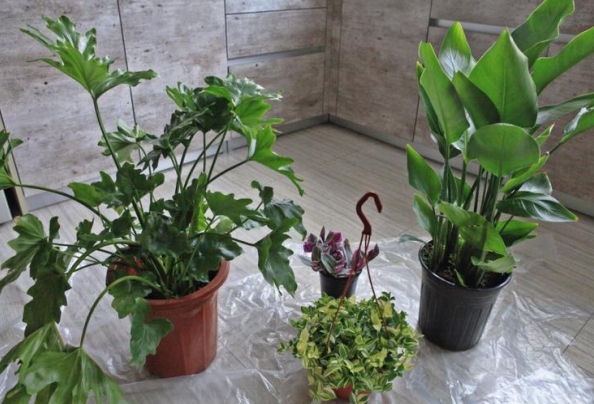 家里适合摆什么植物 适合摆放在家中的植物