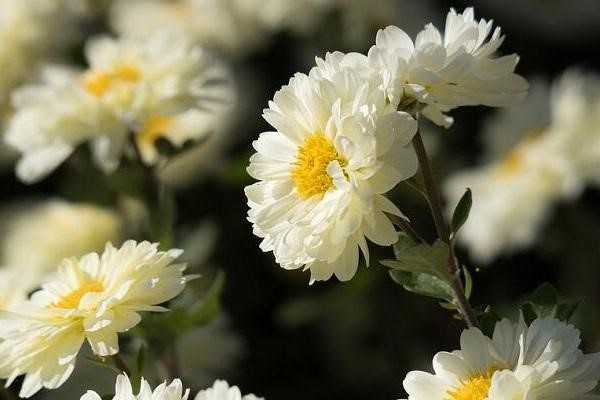 白菊花的功效与作用 白菊花对人体有什么好处 - 天奇生活