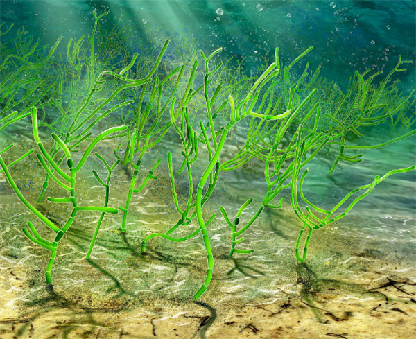 海藻的功效与作用 海藻的好处  -  天奇生活