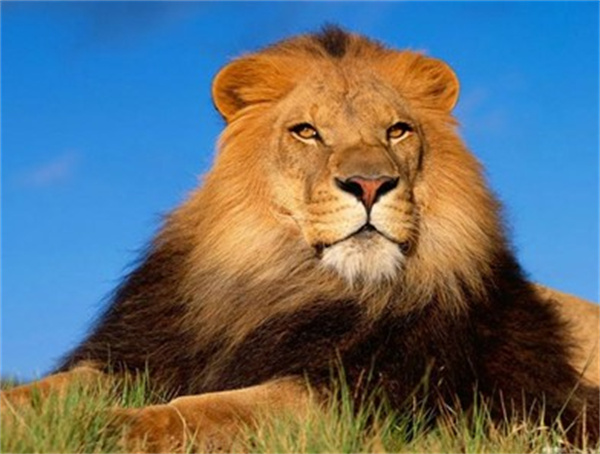 为什么狮子是野生动物的一种