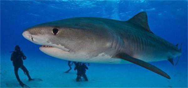 为什么鲨鱼可以在水中游得很快