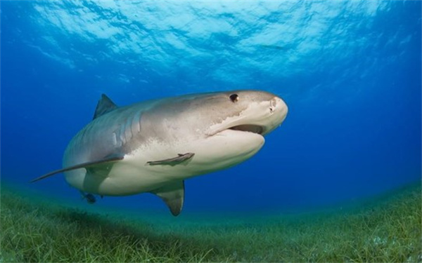 为什么鲨鱼可以在水中游得很快
