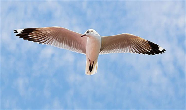 为什么鸟类可以在空中飞行