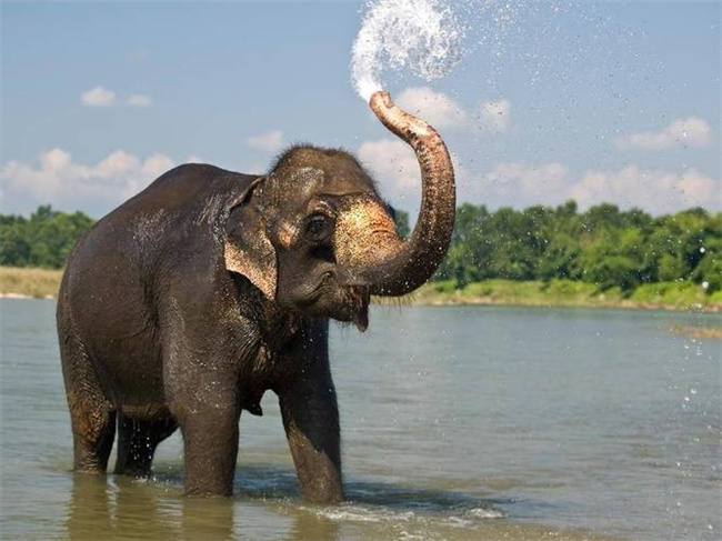 为什么大象可以用鼻子拿起东西？