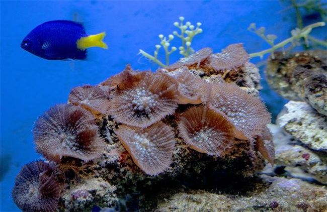 为什么海洋里有那么多不同种类的生物