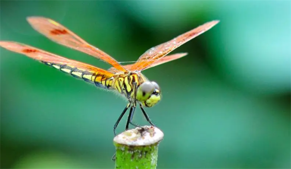 为什么蜻蜓的眼睛可以360度旋转