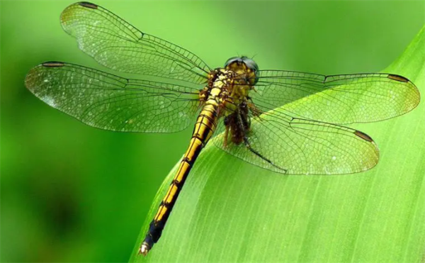 为什么蜻蜓的眼睛可以360度旋转