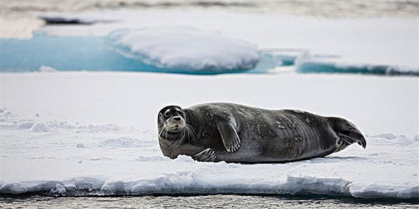 为什么海豹会在海冰上休息