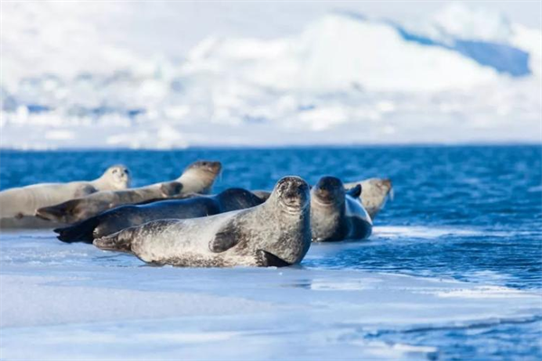 为什么海豹会在海冰上休息