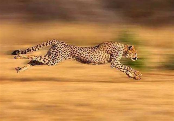 为什么猎豹可以跑得很快