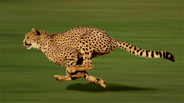 为什么猎豹可以跑得很快