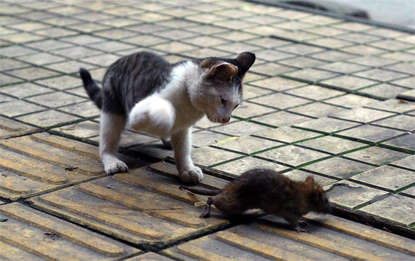 为什么猫会喜欢抓老鼠