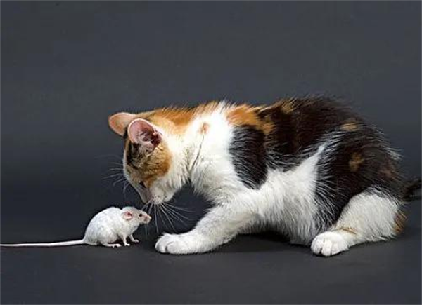 为什么猫会喜欢抓老鼠
