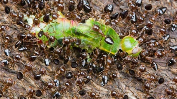 为什么蚂蚁会聚集在一起