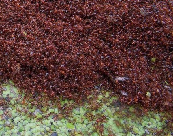 为什么蚂蚁会聚集在一起
