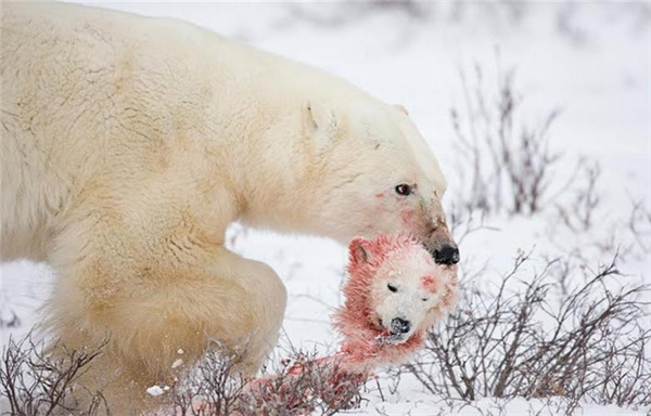 北极熊同类相残 捕杀幼崽是正常现象吗 为什么