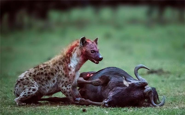 手持短刀的成年人能不能打过一只斑鬣狗为什么