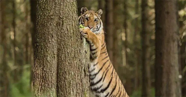 老虎不吃猫真的是因为老虎不会爬树吗 为什么
